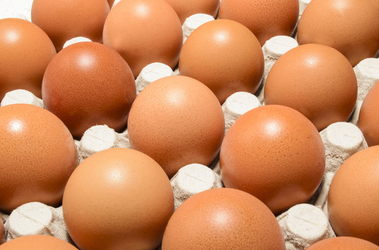 fresh organic eggs in an egg box