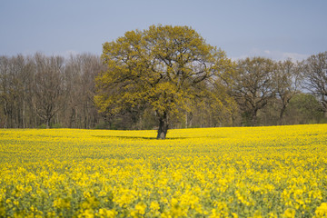 Baum im Rapsfeld Gut Mariashagen OH
