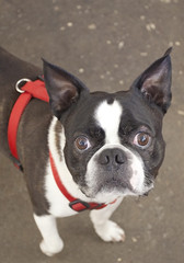 Boston terrier staring.