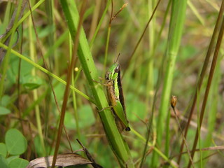 grasshopper 4