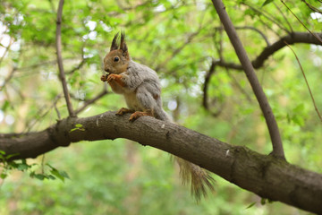Reddish-brown furry squirrel feeding. Tree squirrel eating nuts. Small rodent with its food. Slight motion blur.
