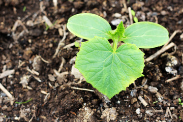 sprouts of cucumber, Green plant top view