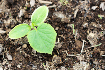sprouts of cucumber, Green plant top view