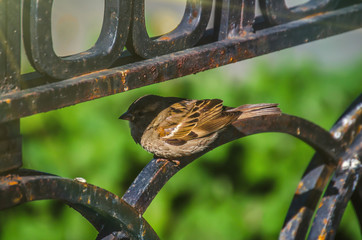 a little sparrow seats on the black fence