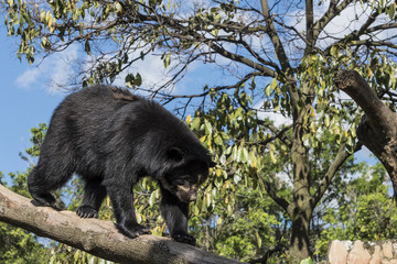 Wild animals from all over the world, zoos and preservation.