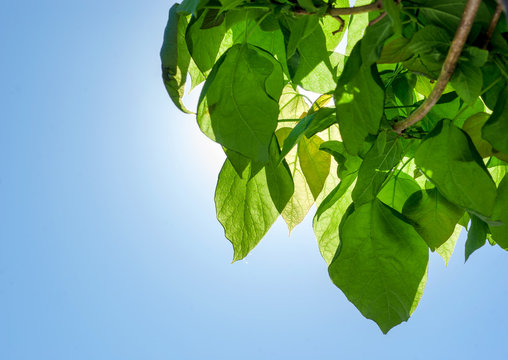 Catalpa. Ornamental trees in the park.
