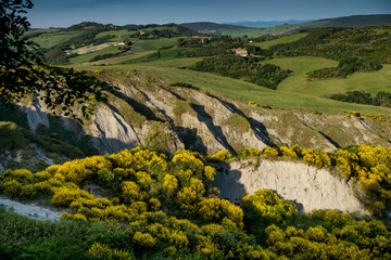 Obraz premium VOLTERRA, TUSCANY - MAY 21, 2017 - Yellow wild gulls surround the hills of Volterra