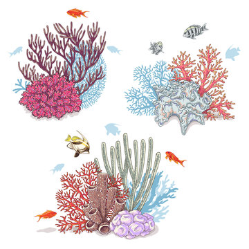 Corals and Swimming Fishes