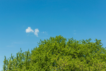 blue sky cloud and tree