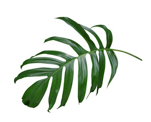 Monstera plant  leaf, the tropical evergreen vine isolated on white background, clipping path included © Venus