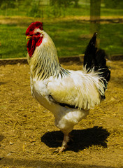 Strutting Brahma