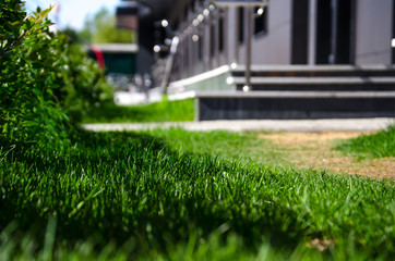 sunny grass