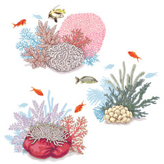 Fototapeta premium Corals and Swimming Fishes