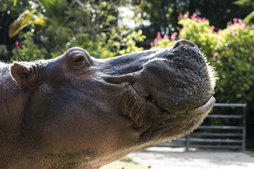 Wild animals from all over the world, zoos and preservation.