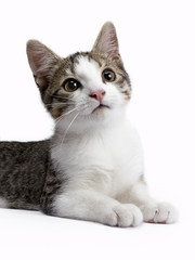 portrait kitten on white background