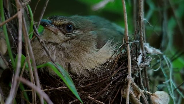 close up to a Streak-eared Bubul bird resting on the nest