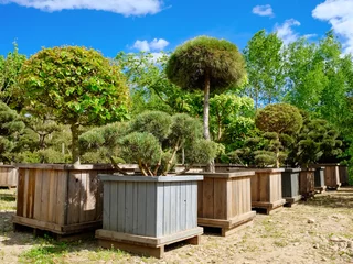 Fotobehang Bonsai Pine, fir and garden trees and bonsai in boxes on tree farm.  © chamillew
