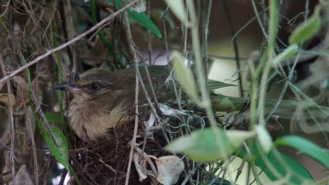 side view of a Streak-eared Bubul bird resting on the nest
