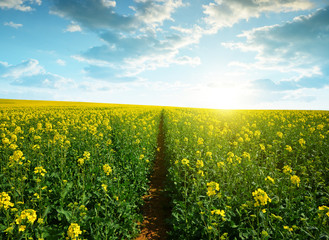 Fototapeta premium Spring landscape with field of rapeseed in the sunset.