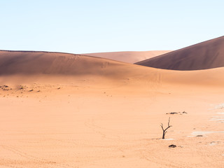 Fototapeta na wymiar Dead Camelthorn Trees in Dead Vlei, Namibia