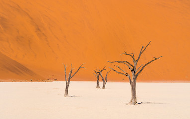 Dead Camelthorn Trees in Dead Vlei, Namibia