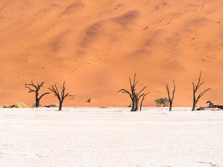 Fototapeta na wymiar Dead Camelthorn Trees in Dead Vlei, Namibia