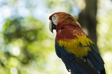 Wild animals from all over the world, zoos and preservation.