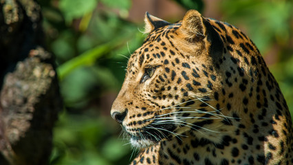 Fototapeta na wymiar Leopard encounters