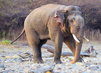 Fototapeta na wymiar The Indian elephant (Elephas maximus indicus) is one of three recognized subspecies of the Asian elephant and native to mainland Asia. Since 1986, Elephas maximus has been listed as Endangered by IUCN