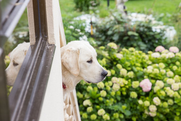 Golden retriever house yard