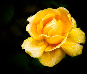 Rose_jaune