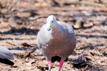 Turkey with blue streaks