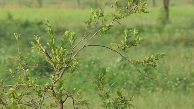 a black drongo is flying away and returning to the same tree