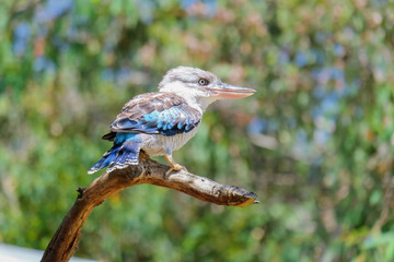 The Laughing Kookaburra perched on the tree