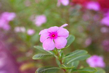 Pink flower, natural background