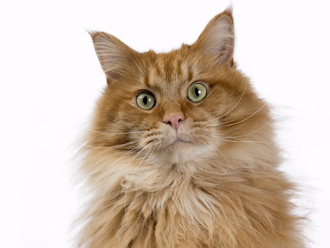 Portrait of red solid green eyed Maine Coon cat