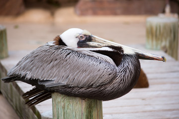 Pelican