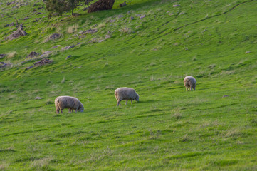 Fototapeta premium Sheep grazing on rural South Australian farmland pasture