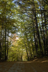 Fototapeta premium Narrow road in New Hampshire woods