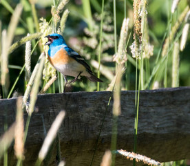 Westrern Blue Bird 
