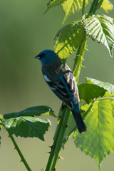 Starling
