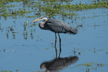 Great Blue Heron