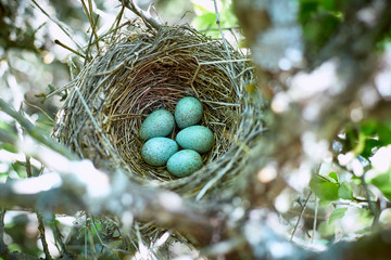 A nest of birds on a tree in the wild.