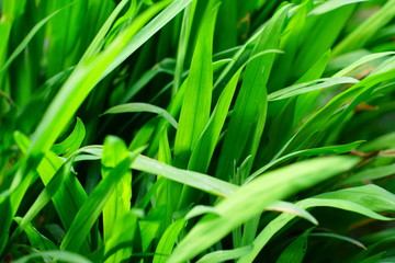 Green Leaves 