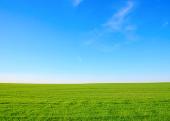 Fototapeta na wymiar Summer landscape - field with green grass against a blue sky with clouds