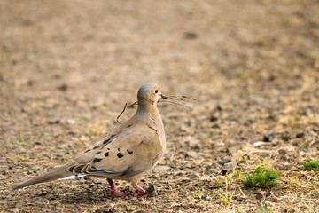 Dove Gathering Nesting Material