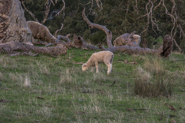 Sheep grazing on rural South Australian farmland pasture