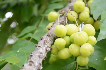 Fruit