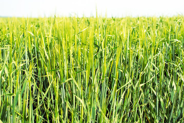 Green wheat field
