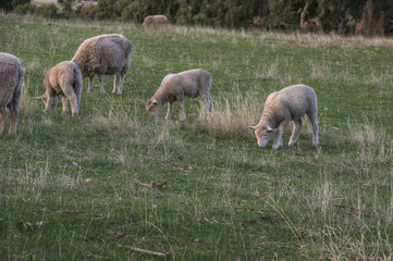 Obraz na płótnie Canvas Sheep grazing on rural South Australian farmland pasture